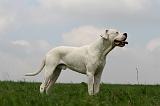 DOGUE ARGENTIN 418